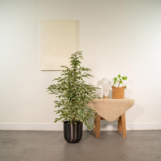 Ficus benjamina Twilight - Ø21cm - ↕95cm + Topf Mayk Lead