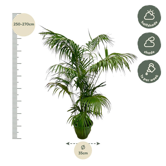 Kentia Palme XXL – Elegante Zimmerpflanze 260 cm