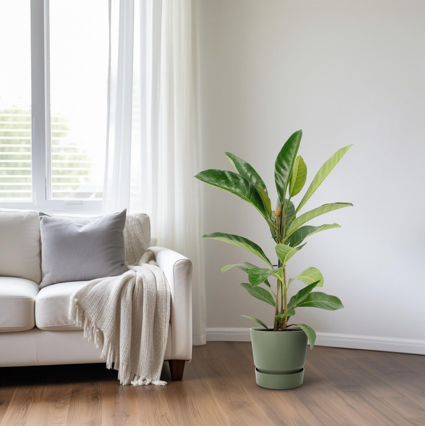 Ficus Benghalensis Roy (R) - Ø17cm - ↕70cm