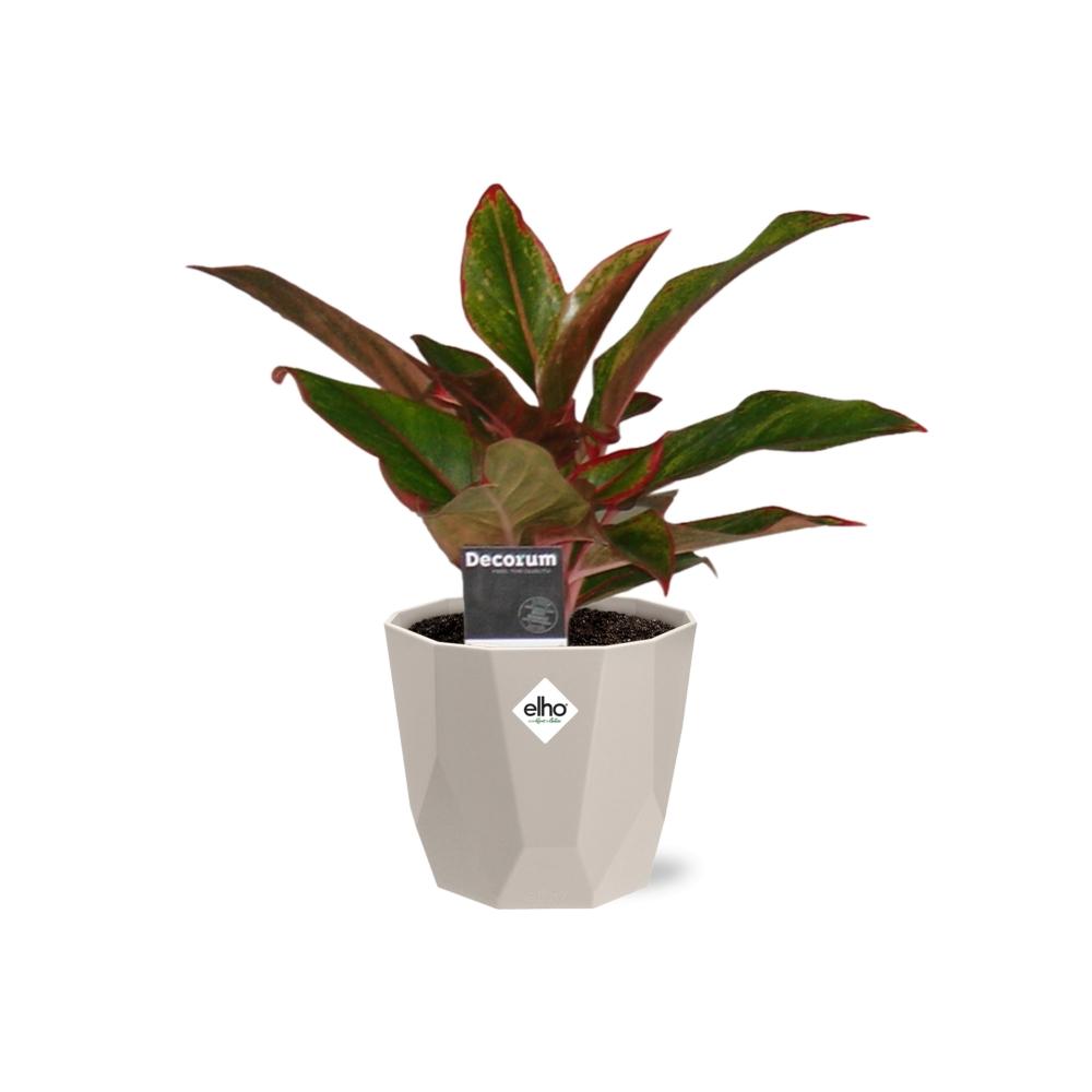 Aglaonema Crete in ELHO b.for rock 14 cm warm grey