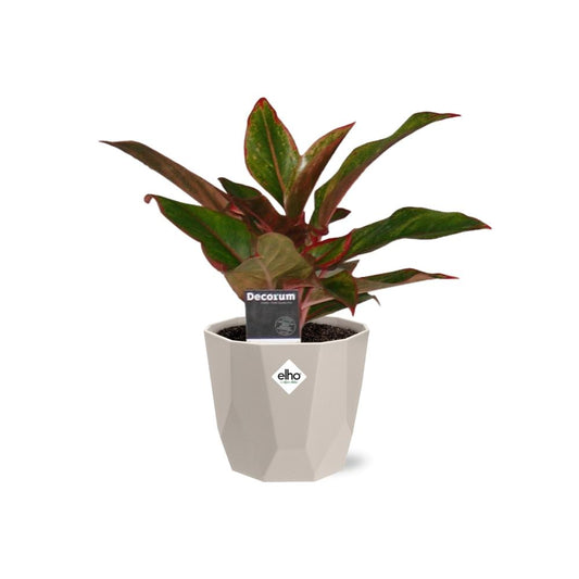 Aglaonema Crete in ELHO b.for rock 14 cm warm grey