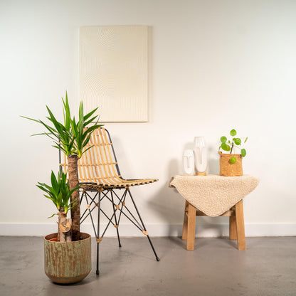 Yucca Palme 100 cm – Pflegeleichte Palmlilie für Zuhause