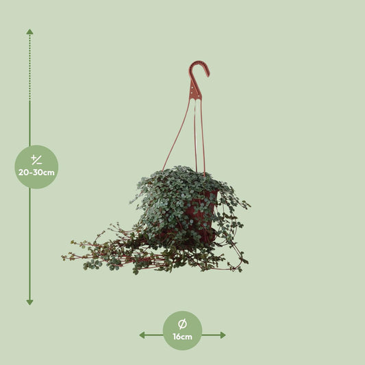 Pilea Glaucophylla - Ø16cm - ↕25cm