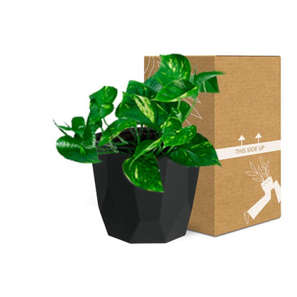 Epipremnum Pinnatum ‘Aureum’ in 14cm b.for rock living black