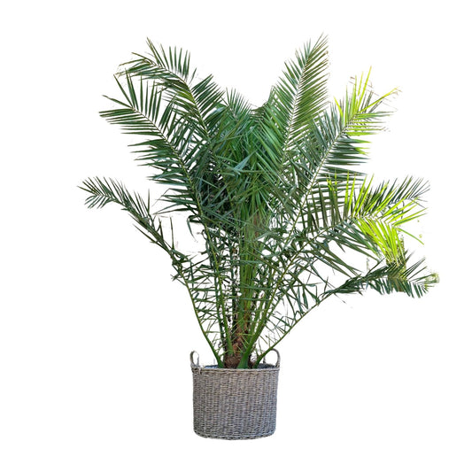 Kanarische Dattelpalme 300 cm – Mediterrane Kübelpflanze