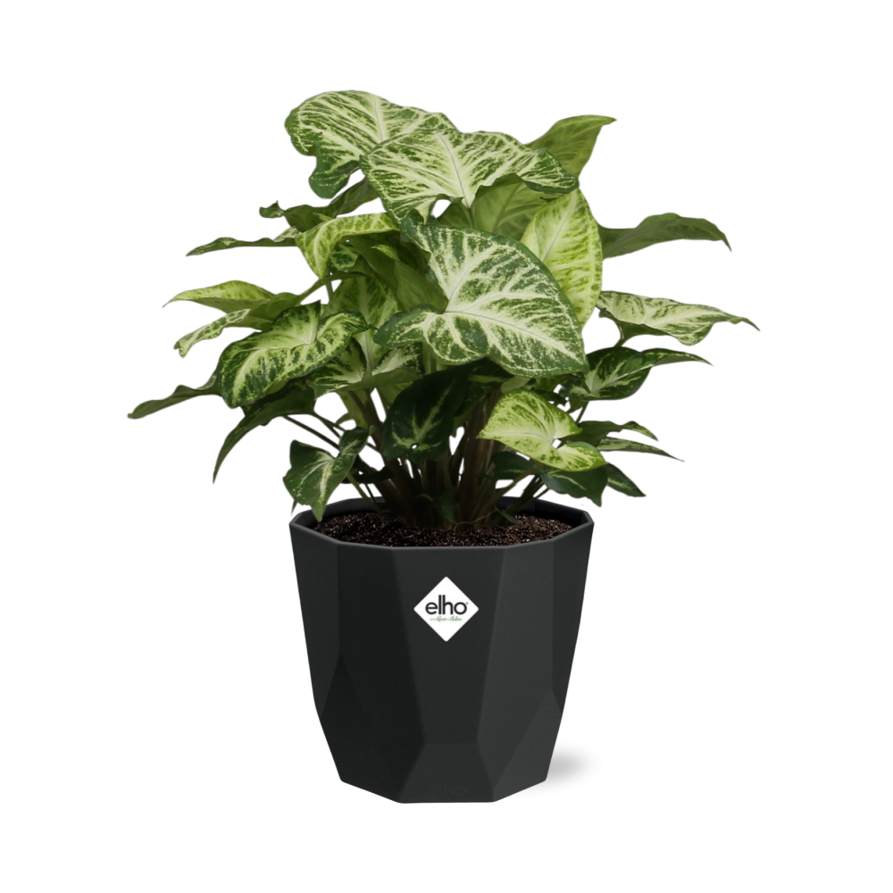 Syngonium Arrow in 14cm b.for rock living black