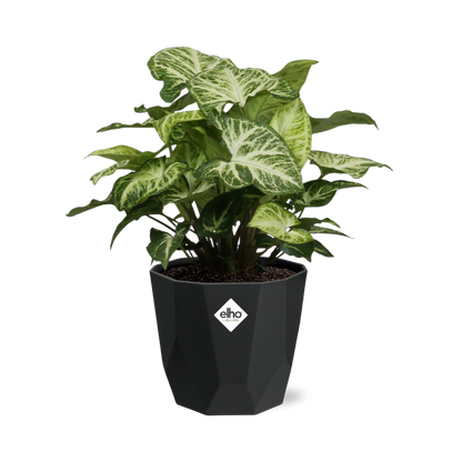 Syngonium Arrow in 14cm b.for rock living black