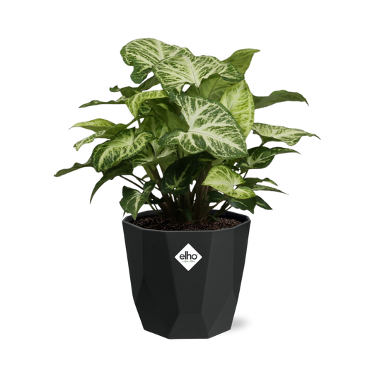 Syngonium Arrow in 14cm b.for rock living black