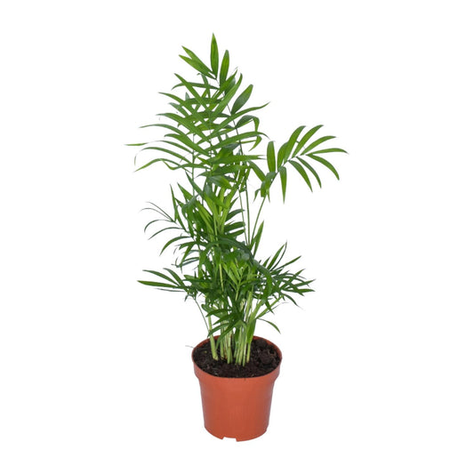 Chamaedorea - Ø12cm - ↕50cm
