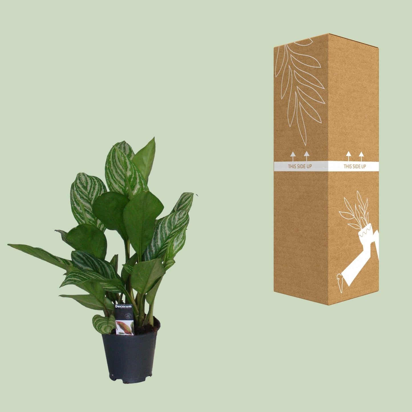 Aglaonema Stripes - Ø17cm - ↕60cm