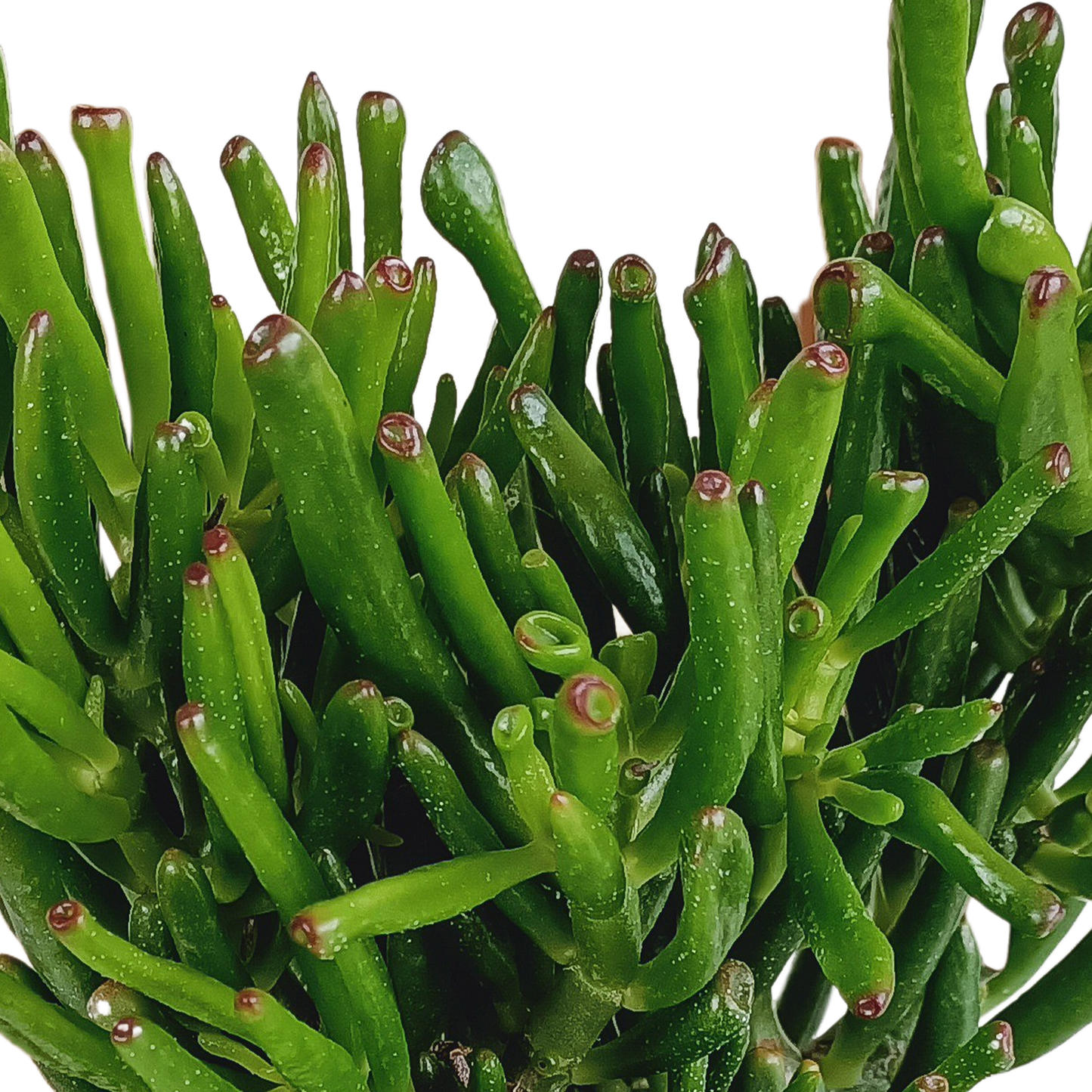 Gollum Jade 17 cm – Fingerstrauch Sukkulente Rarität