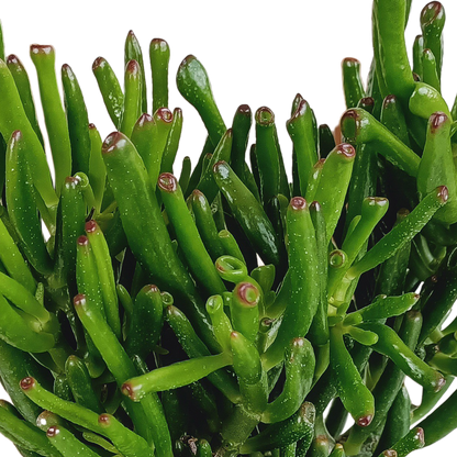 Gollum Jade 17 cm – Fingerstrauch Sukkulente Rarität