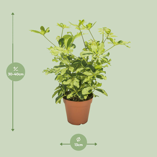 Schefflera Charlotte - Ø13cm - ↕35cm