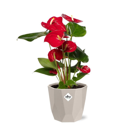 Anthurium Red 12cm in ELHO b.for rock 14 cm warm grey
