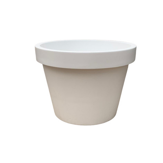 Geigenfeige 'Lira Wit' – 65 cm weiß panaschierte Zimmerpflanze