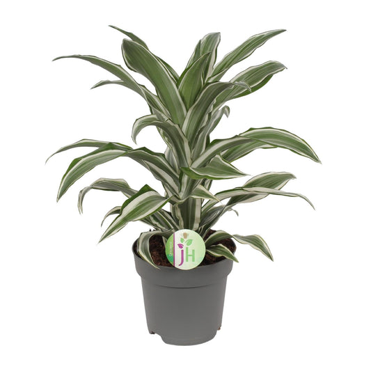 Dracaena Fragrans weiß - Ø17cm - ↕40cm
