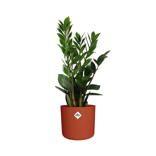 Zamioculcas – Hoogte 45-50 in ELHO b.for soft rond 14cm brique