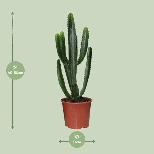 Euphorbia Triangularis - Ø17cm - ↕50cm