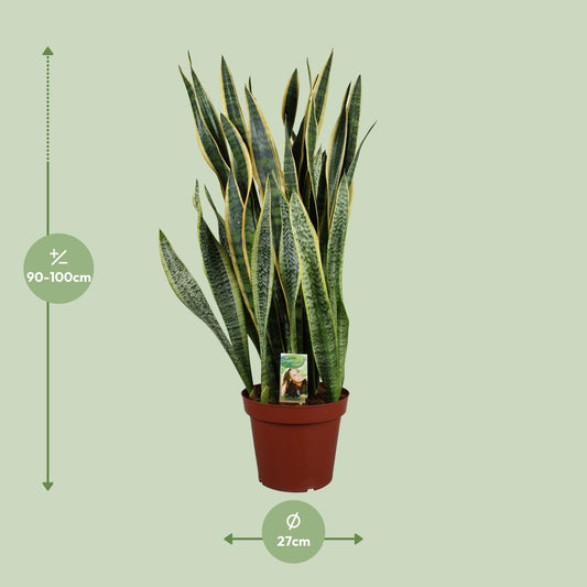 Sansevieria Laurentii P26 - Extra Dik - Ø27cm - ↕100cm