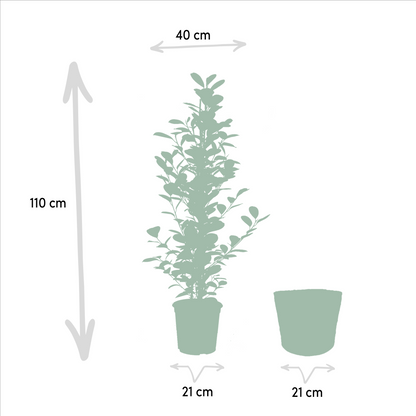 Ficus Benjamina Danielle - Ø21cm - ↕95cm + Ficus Benjamina Twilight - Ø21cm - ↕95cm + Ficus Microcarpa Moclame - Ø21cm - ↕95cm + Korb Selin