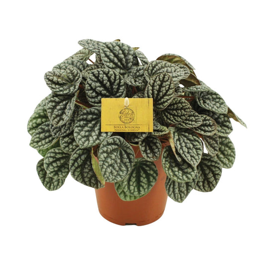 Peperomia Burbella - Ø15cm - ↕25cm