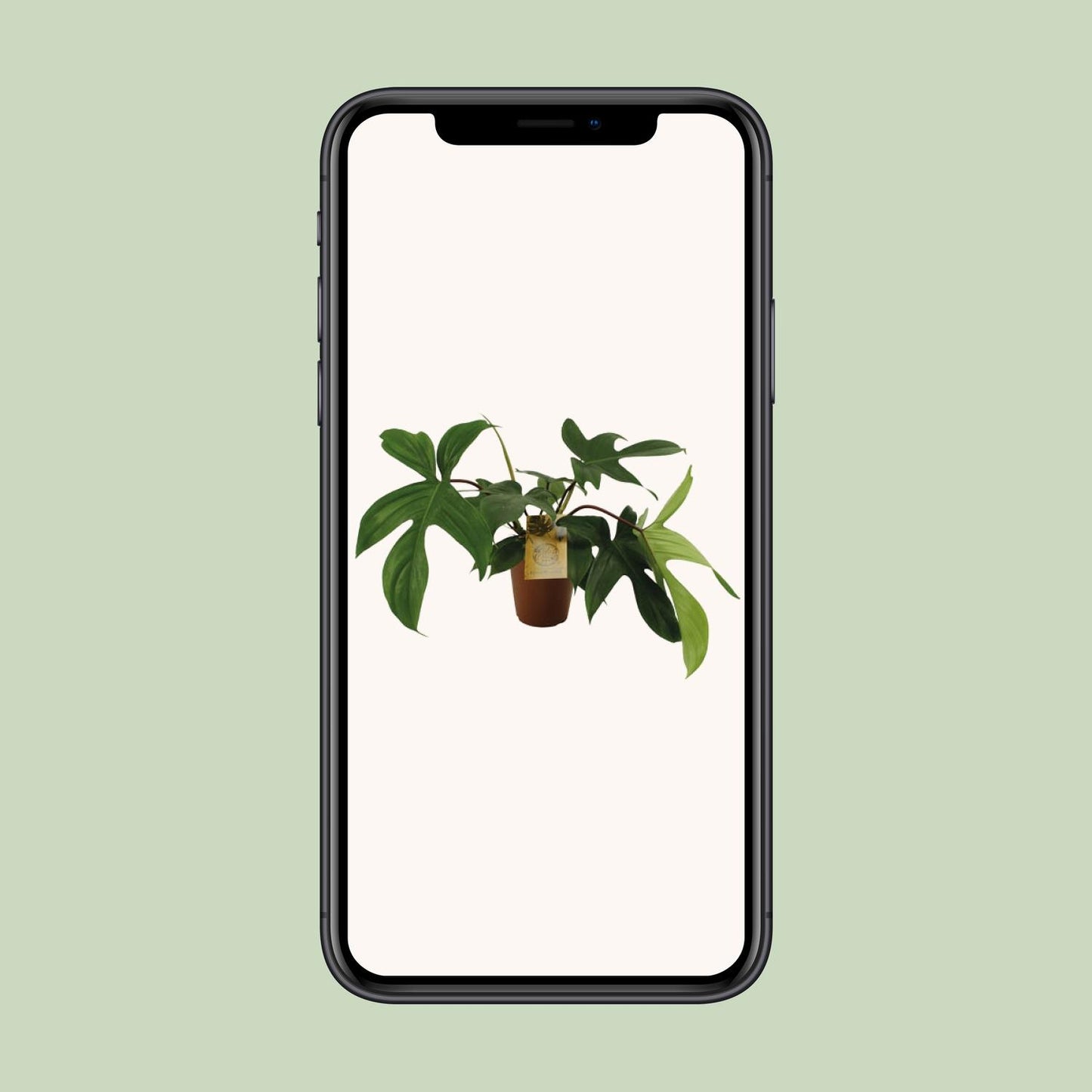 Philodendron Florida Green - Ø15cm - ↕50cm