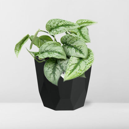 Scindapsus Pictus ‘Trebie’ in 14cm b.for rock living black