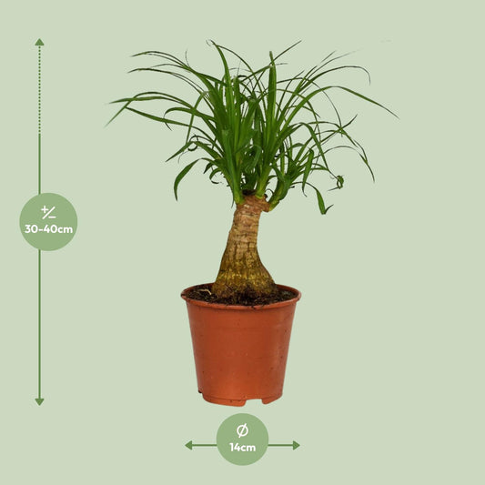 Beaucarnea Nolina - Ø14cm - ↕40cm