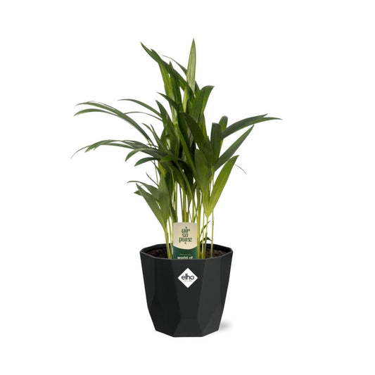Dypsis Lutescens (Areca) 12cm in 14cm b.for rock living black