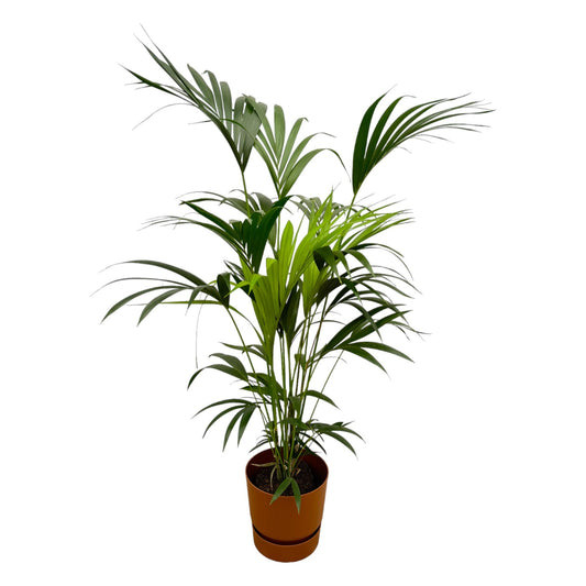 Kentia Palme 160 cm – Stilvolle und pflegeleichte Zimmerpflanze