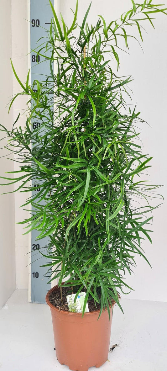 Asparagus Falcatus