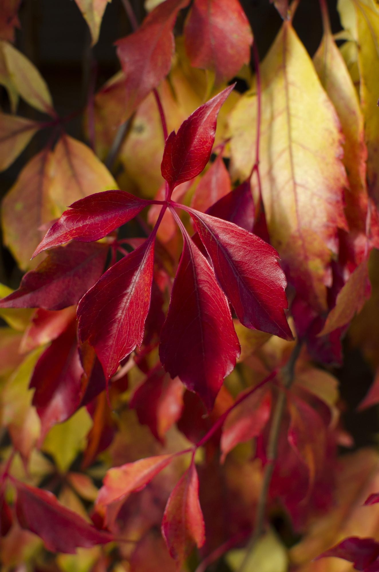 Parthenocissus henryana - Keilschwanzmakrele - Ø15cm - ↕65cm