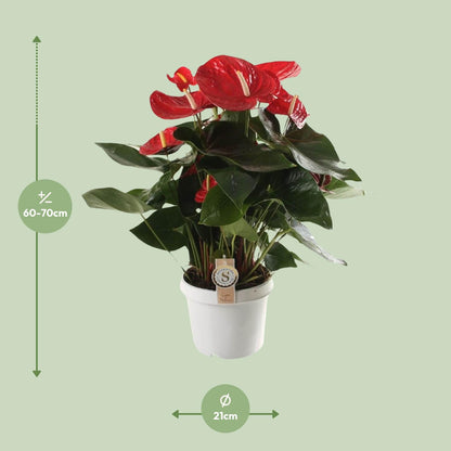 Anthurium Red Champion - Ø21cm - ↕65cm