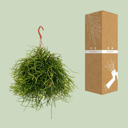 Rhipsalis Heteroclada - Ø17cm - ↕25cm