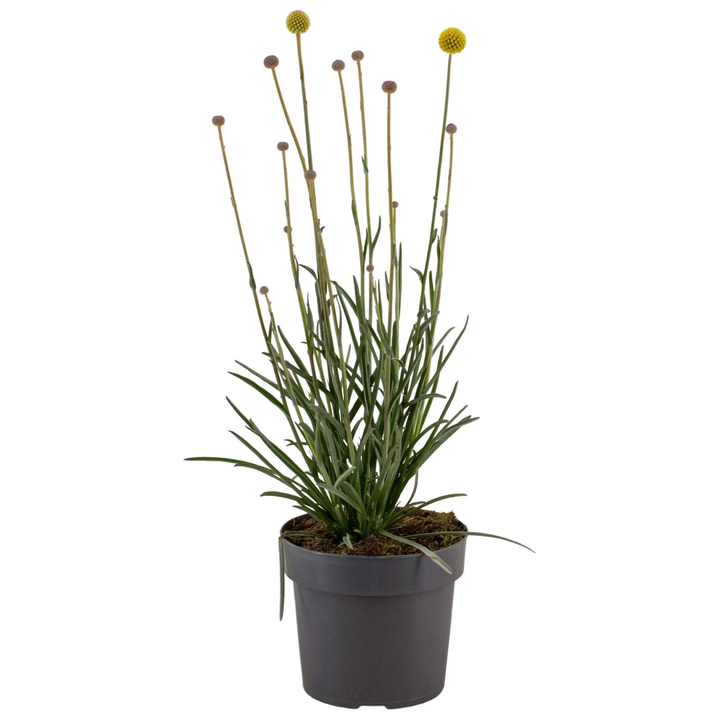 Craspedia Globosa 'Golf Beauty' - Ø17cm - ↕55cm