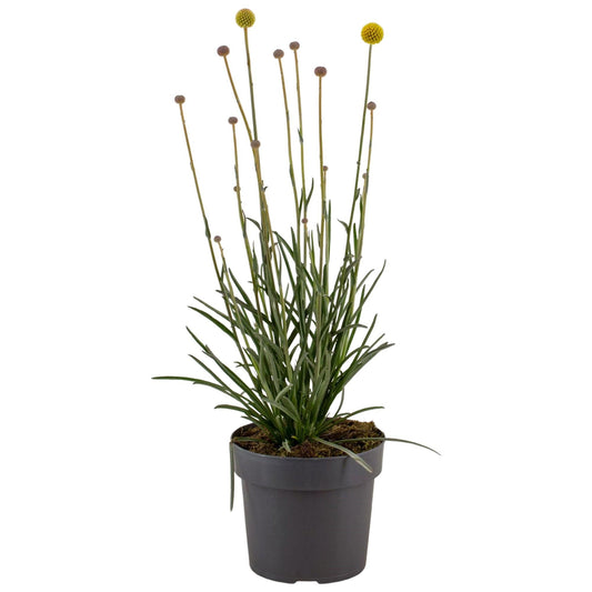 Craspedia Globosa 'Golf Beauty' - Ø17cm - ↕55cm
