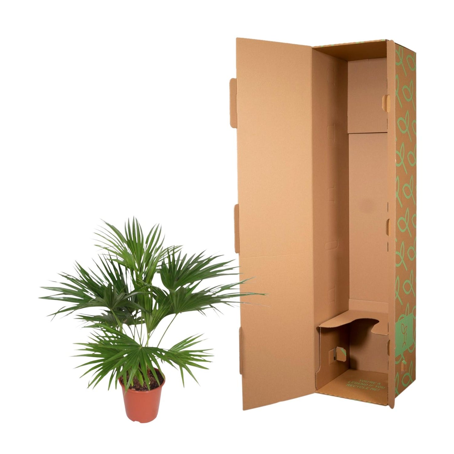 Chinesische Schirmpalme 170 cm – Tropische Zimmerpflanze