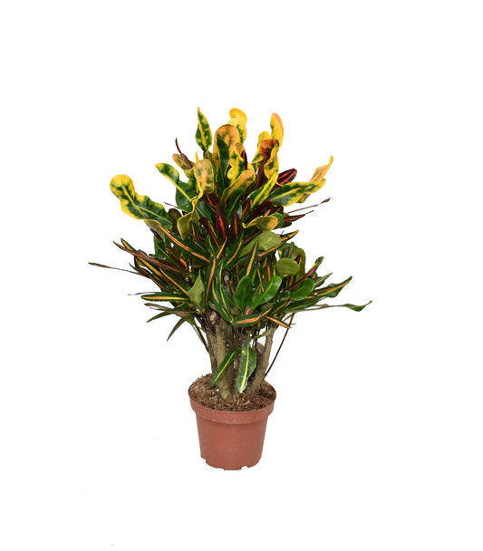 Croton Mammi P14 - Ø14cm - ↕50cm