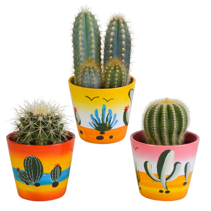 Kakteen Mix 3er Set im handbemalten Mexiko-Topf 8,5 cm