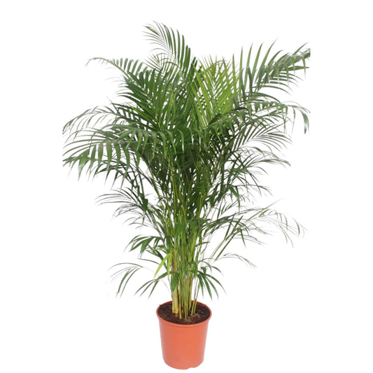 Goldpalme 150 cm – Elegante tropische Zimmerpflanze