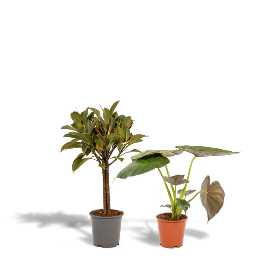 Ficus Elastica Melany - Ø21cm - ↕85cm + Alocasia Wentii - Ø19cm - ↕60cm