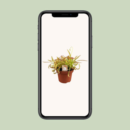 Drosera Capensis - Ø12cm - ↕17cm