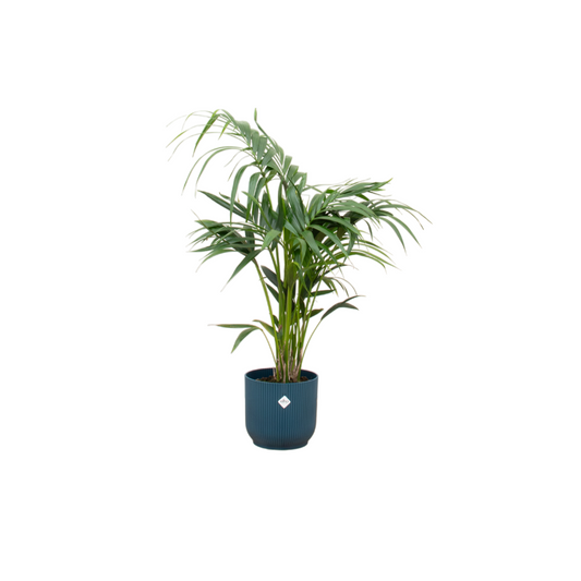 Kentia Palme 130 cm – Elegante, pflegeleichte Zimmerpflanze