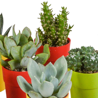 Kakteen & Sukkulenten Mix – 15 pflegeleichte Pflanzen im 5,5cm Topf
