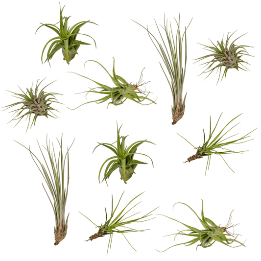 Everspring - Tillandsia Air mix - 10 StÃ¼ck - 6 cm - ø6
