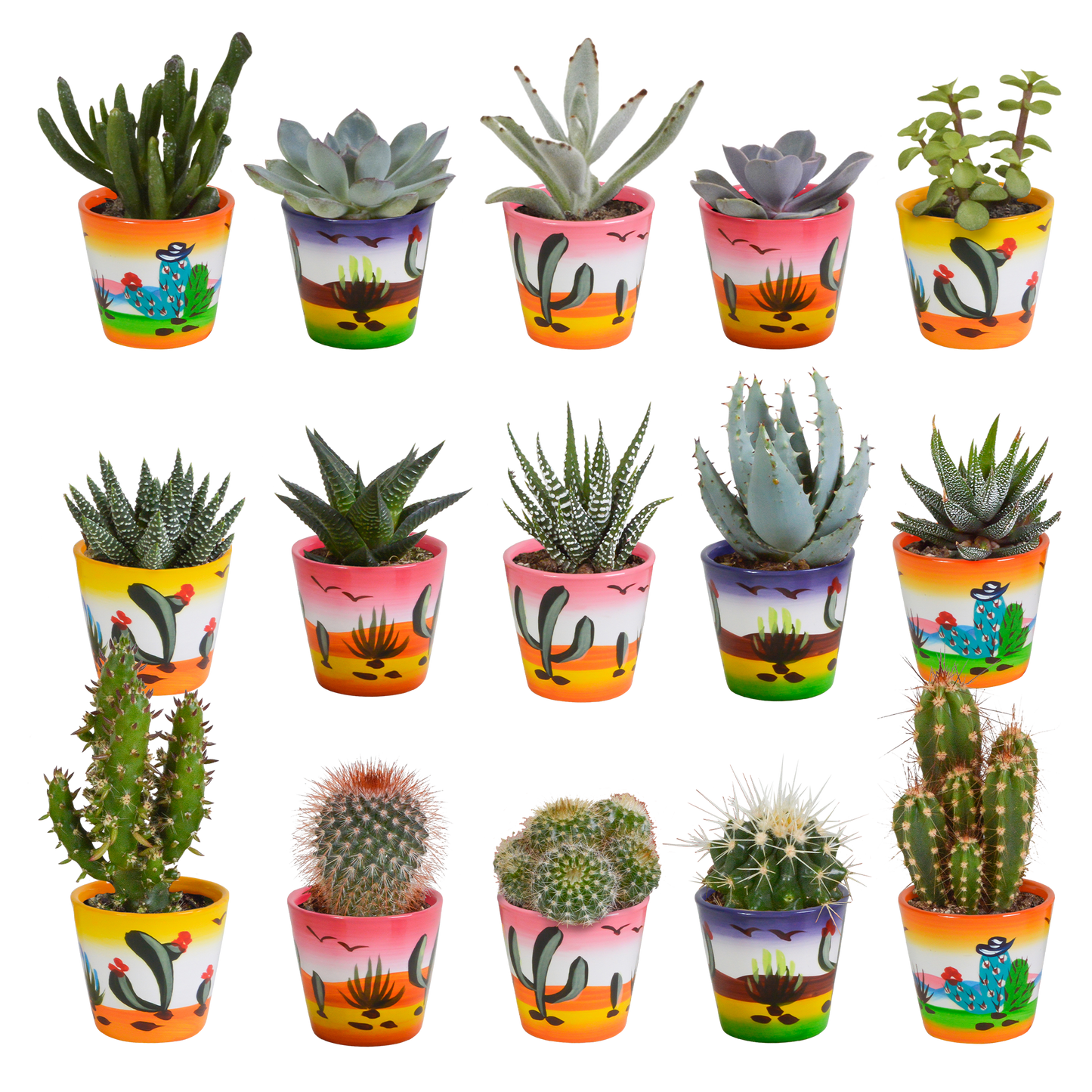 Cactus en vetplanten Mischung 5,5 cm | 15 stück - in Mexicaanse pot