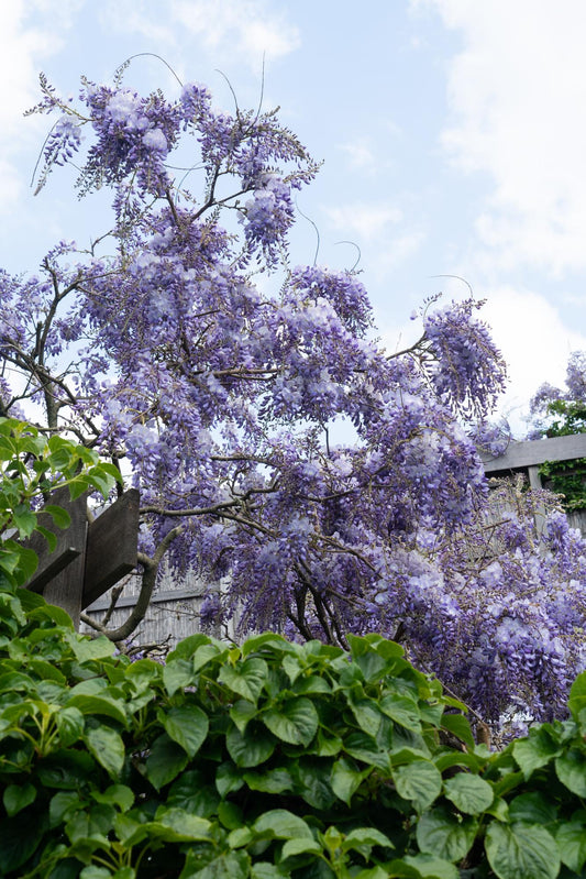 Wisteria sinensis 'Prolific' - Glyzinie - Ø15cm - ↕65cm