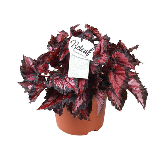 Begonia Beleaf Inca Night - Ø17cm - ↕35cm