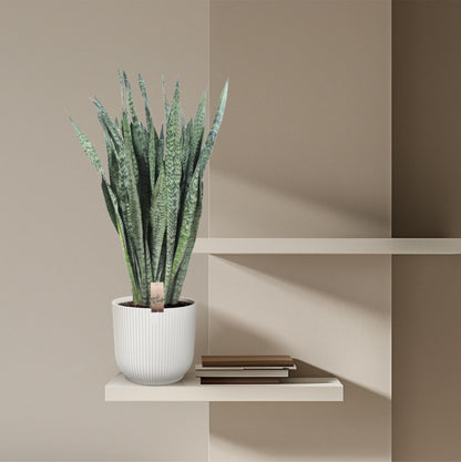 Bogenhanf Zeylanica – 110 cm pflegeleichte Zimmerpflanze