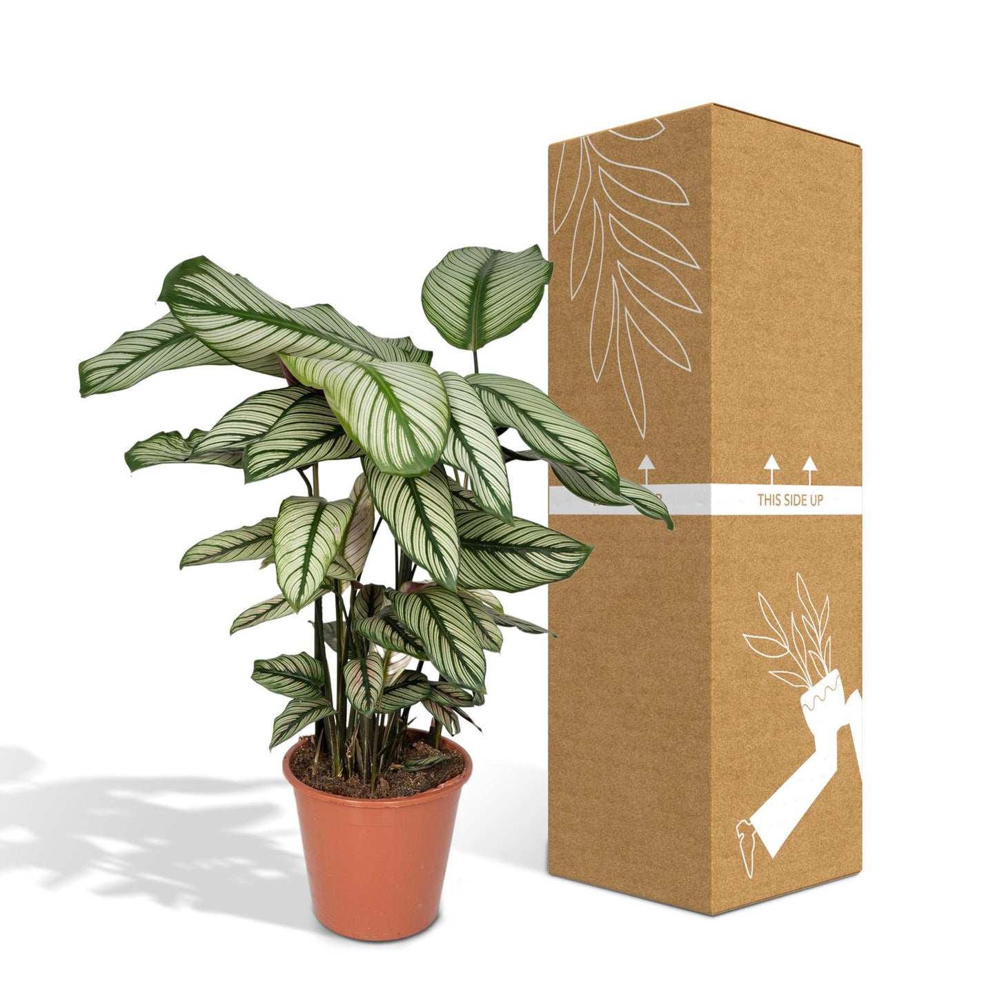 Calathea Whitestar - Pfauenpflanze - Ø19cm - ↕50cm